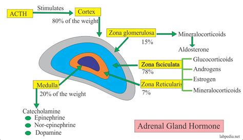 Urine Part 18:- 17-Ketosteroids Level (24 hours urine) – Labpedia.net