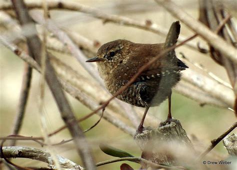 Winter Wren by Drew Weber | Nemesis Bird