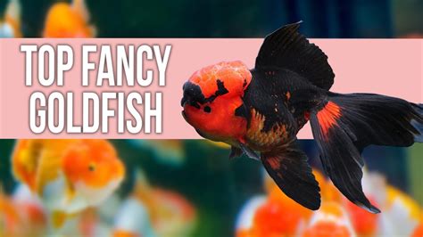 Top 10 Fancy Goldfish: A Complete Guide for Beginners – HousePetsCare.com