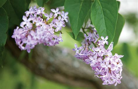 All About Lilac Bushes