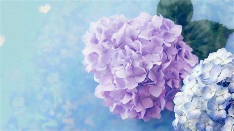 Hydrangea Wallpapers - Wallpaper Cave