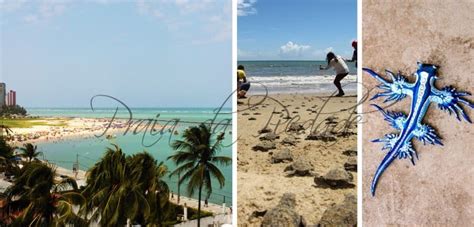 20 Beaches of Pernambuco: Discover one of the Most Beautiful Coasts of ...