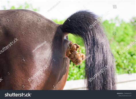 1,769 Horse Pooping Images, Stock Photos & Vectors | Shutterstock