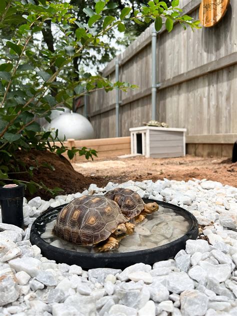 Sulcata Tortoise Enclosure – Kristyn Cole