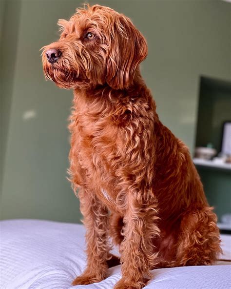 My handsome red F1 Labradoodle : r/labradoodles