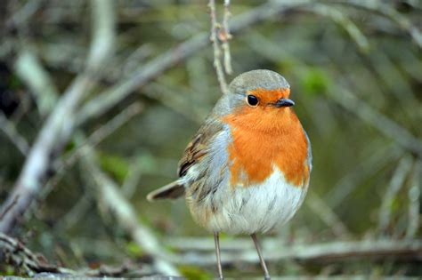 Female Robin (UK) - Identification, Behaviour, and Facts