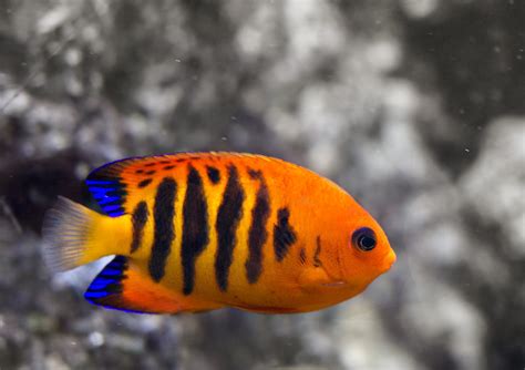 Flame Angelfish Fish orange black stripes blue Virginia Li… | Flickr