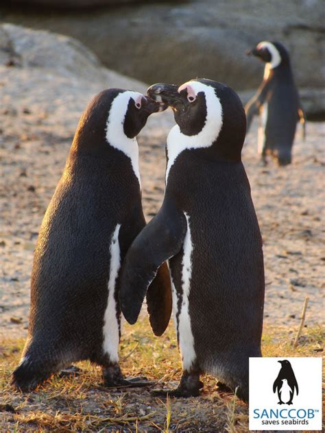 African Penguins @ Stony Point Betty's Bay | Penguins, Cute penguins ...