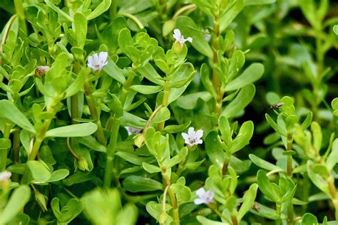 Water Hyssop (Bacopa)