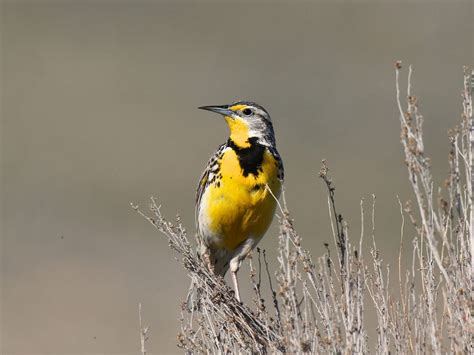 What is the State Bird of Kansas? (And Why?) | Birdfact