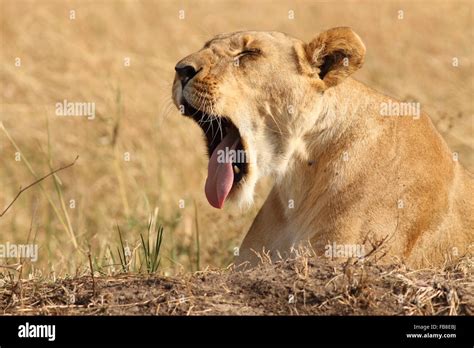 Lion tongue hi-res stock photography and images - Alamy