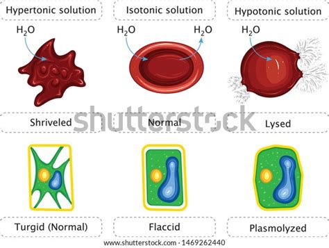 Osmosis In Animal Cells