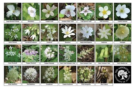 Biodiversity Identification Sheets: A fun way to learn what is out ...