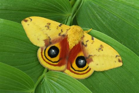 Native Plants for Butterflies | The Plant Native