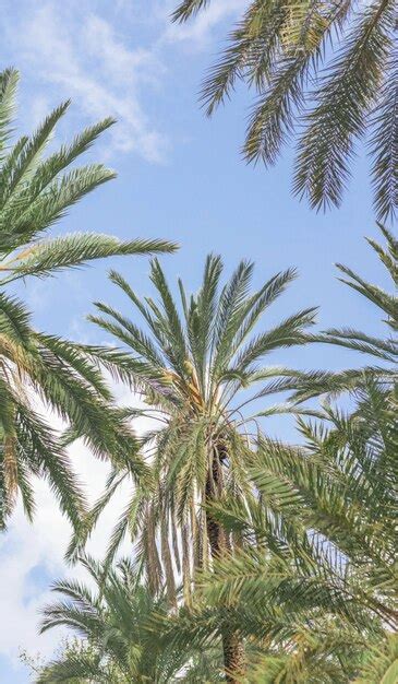 Premium Photo | Palm trees in the sky