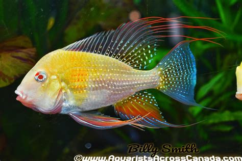 THREADFIN GEOPHAGUS *ALBINO* (Acarichthys heckelii .var) 5" – Aquarists Across Canada