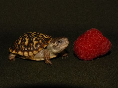 Desert Box Turtles for sale | The Turtle Source