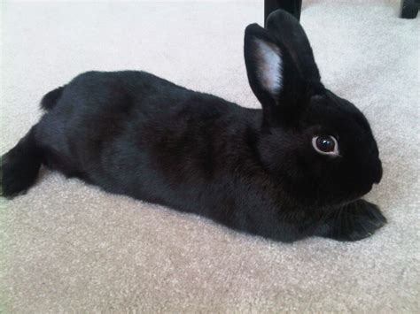 The 10 Best Pet Rabbit Breeds for Children - PetHelpful