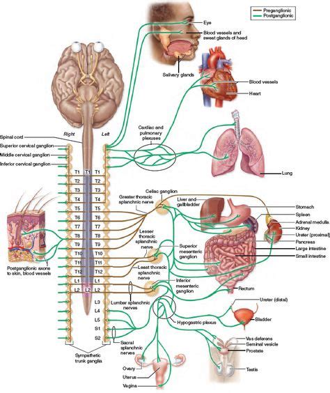 Overview of Sympathetic Pathways. Preganglionic axons of the sympathetic division extend from ...