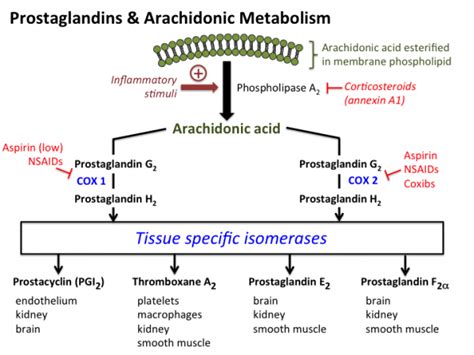 medications - Why do corticosteroids have few kidney-related side effects? - Medical Sciences ...