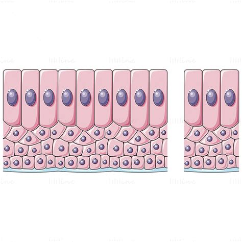 Stratified columnar epithelium vector scientific illustration