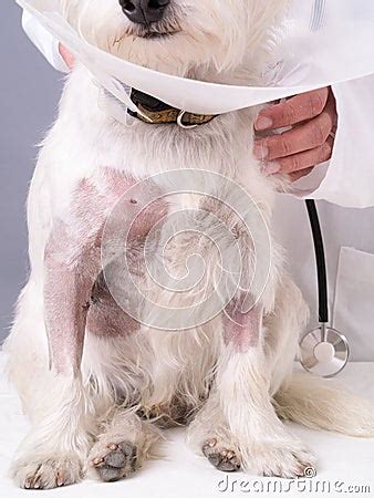 Injured Dog At The Vet Stock Photos - Image: 25644933