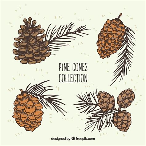 Pine cones illustration collection Vector | Free Download