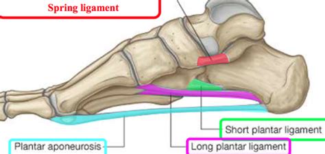 30+ Plantar Calcaneonavicular Ligament - IshahJamiila