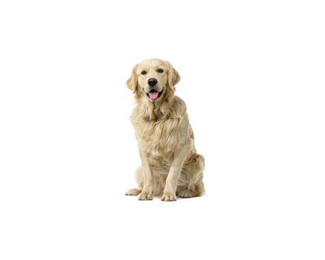 10 Surprising Facts About Golden Retriever - Facts.net