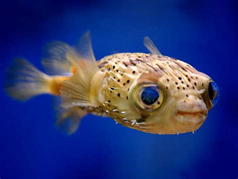 Baby Puffer Fish Are Super Cute – LuvThat