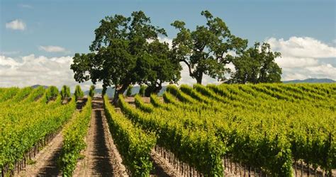 25 Best Wineries in California