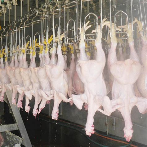 Halal Chicken Poultry Slaughter Equipment Chicken Slaughter Processing Line - Poultry Slaughter ...