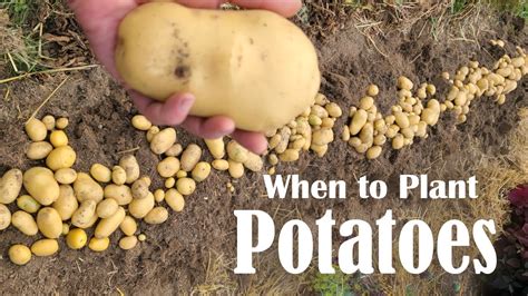 What Month Do You Plant Potatoes? When Do You Plant Potatoes? Spring ...