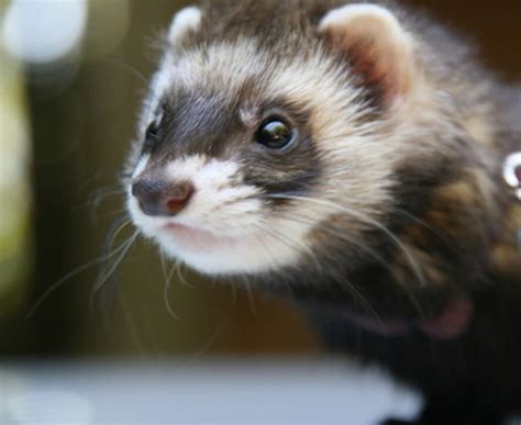 What Is the Natural Habitat of a Ferret? | Cuteness