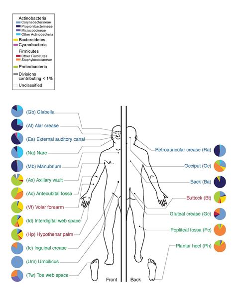 Bacterial Identification Bergey's Manual Flow Chart