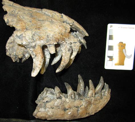 Fossil Friday - juvenile Tyrannosaurus — Western Science Center