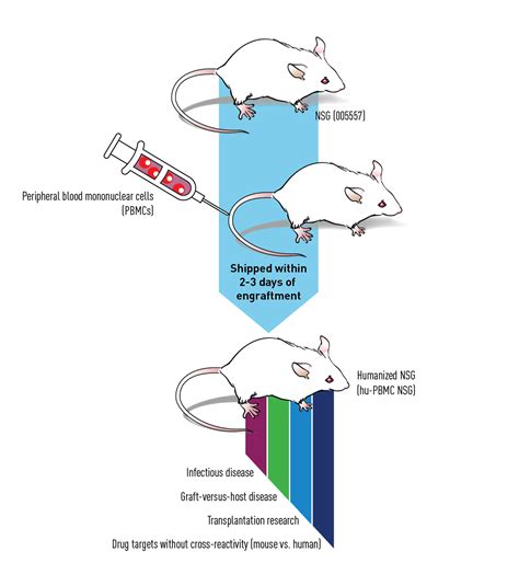 PBMC Humanized Mice - Immunology Services | The Jackson Laboratory