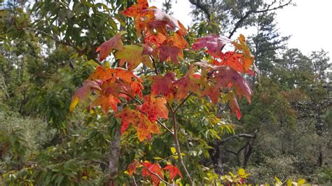 Fall Foliage In Florida? — Tourists in Our Backyard