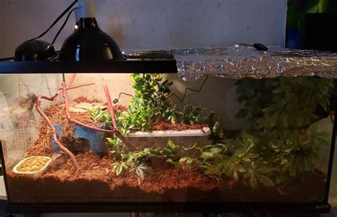 Blue tongue skink tank setup | Blue tongue skink, Reptile cage, Reptile enclosure