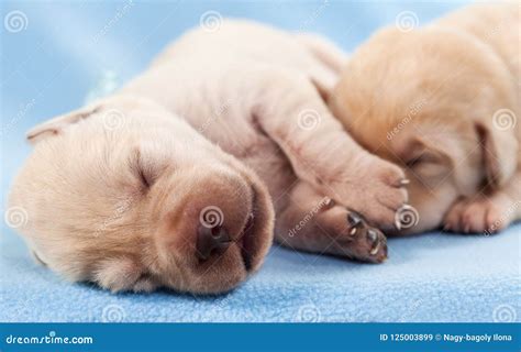 Newborn Yellow Labrador Puppies Sleeping Stock Image - Image of newborn, beige: 125003899