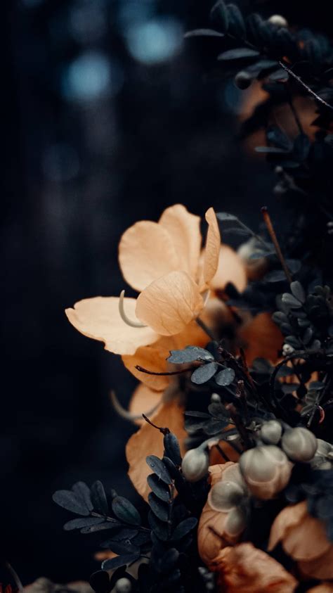 Moody flowers, abstract, black, dark, flower, flowers, leaves, moody, nature, HD phone wallpaper ...