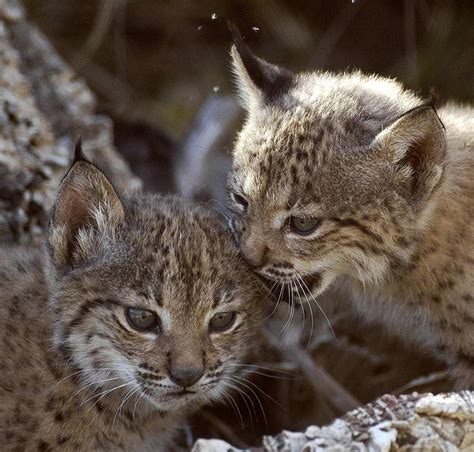 Lince Ibérico (Lynx pardinus) S.O.S.: El lince ibérico se recupera del ...