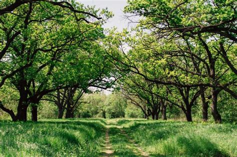 The Top 6 Fast Growing Oak Trees That Stay Healthy | Just Trees Online