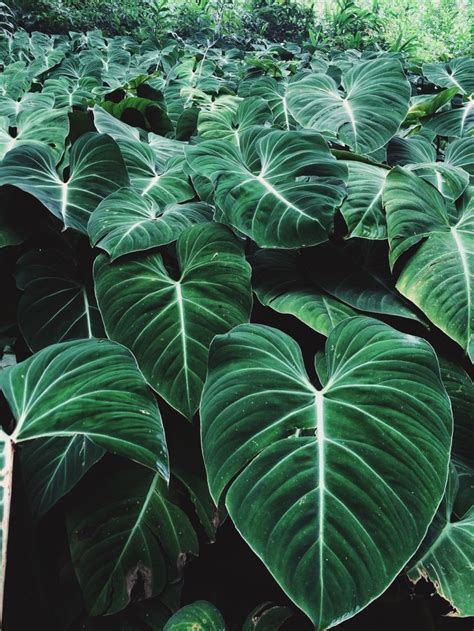 Amazing Green Aesthetic Plants - decorisme