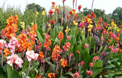 Learn How To Plant, Care and Grow Splendid Canna Lilies