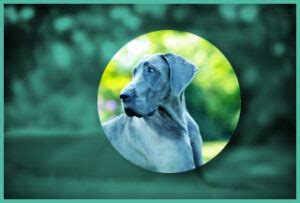 Great Dane Health Issues | Dog Health Today