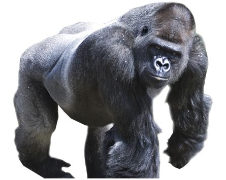 Gorilla PNG Transparent Images - PNG All