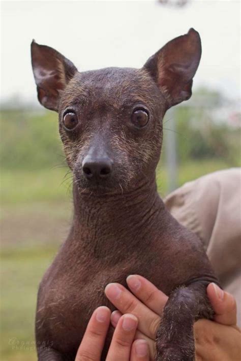 A New Rescue Group Aims to Help the Rare Xoloitzcuintli Breed – Dogster