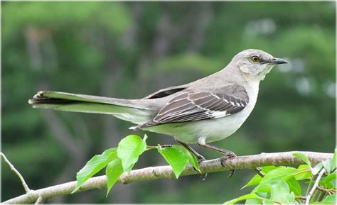 What is the Texas State Bird? | WhatsAnswer