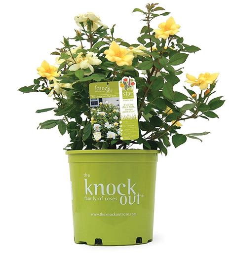 Sunny Knock Out Rose | Bright Yellow Blooms — PlantingTree